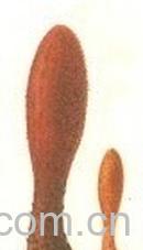 果蔬百科锁阳-0