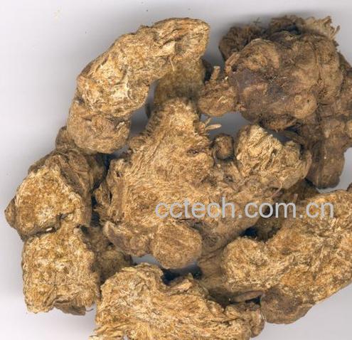 果蔬百科苍术-0