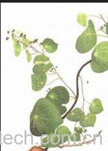 果蔬百科白药子的功效和作用-0