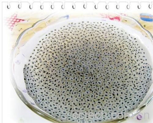 果蔬百科兰香子-0