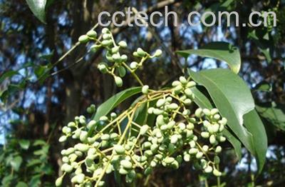 果蔬百科女贞子-0