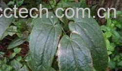 果蔬百科仙灵脾-0