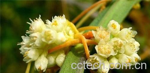 果蔬百科菟丝子-0