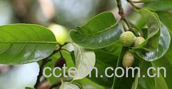 果蔬百科白桂木-0