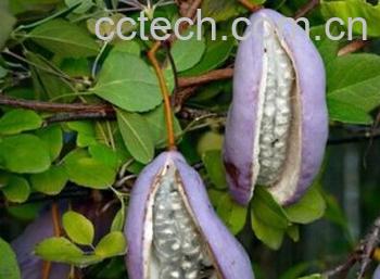 果蔬百科八月札-0