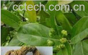 果蔬百科巴戟天-0