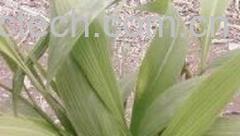 果蔬百科淡竹叶-0