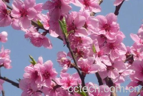 果蔬百科桃花-0