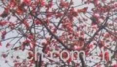 果蔬百科木棉花-0