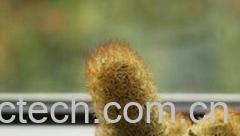 果蔬百科仙人掌花朵-0