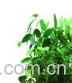 果蔬百科花生-0