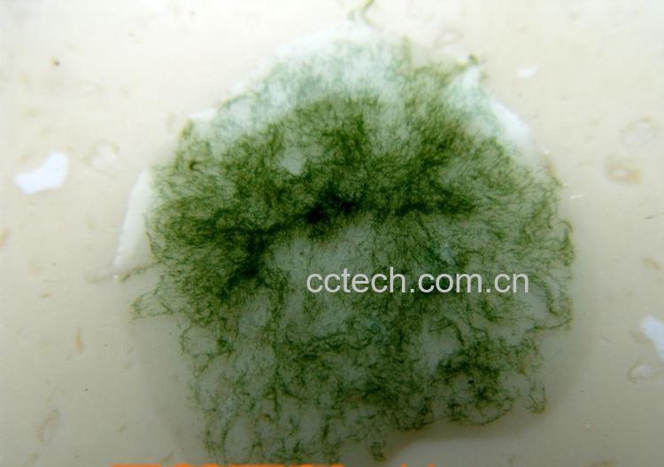 果蔬百科螺旋藻的副作用-0