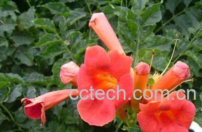 果蔬百科赤芍的功效与作用-0