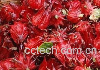 果蔬百科洛神花的功效与作用-0