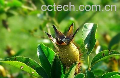 果蔬百科金樱子的功效与作用-0