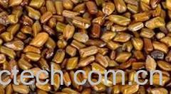 果蔬百科决明子的副作用-0