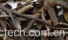 果蔬百科桑寄生-0