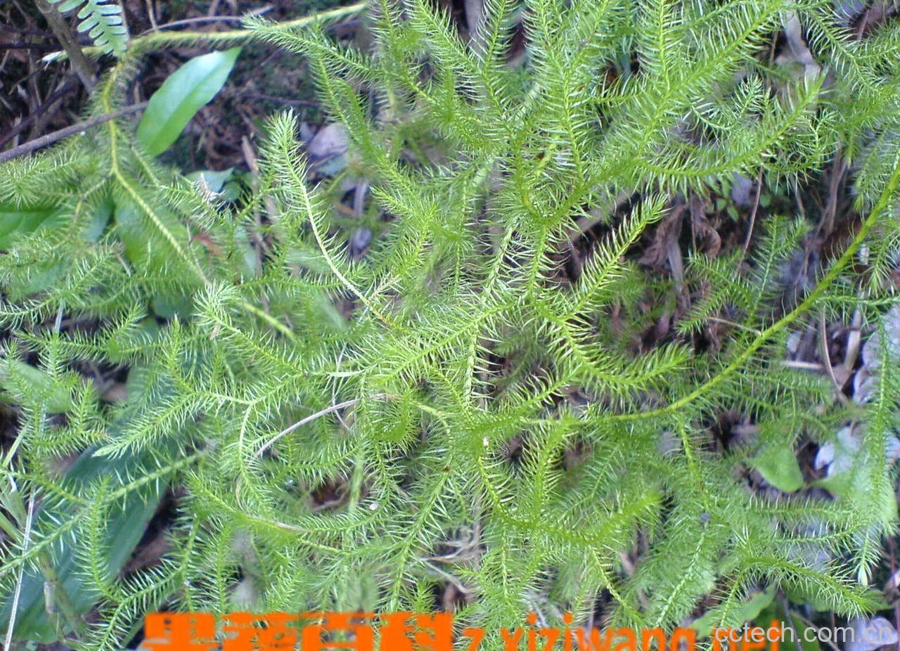 果蔬百科伸筋草-0