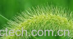 果蔬百科伸筋草-0