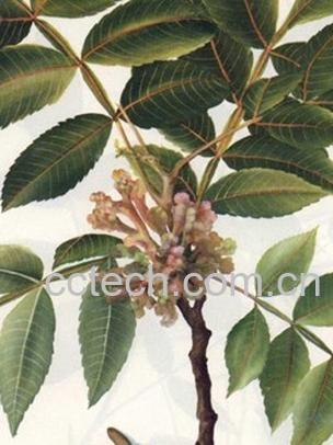 果蔬百科五倍子-0