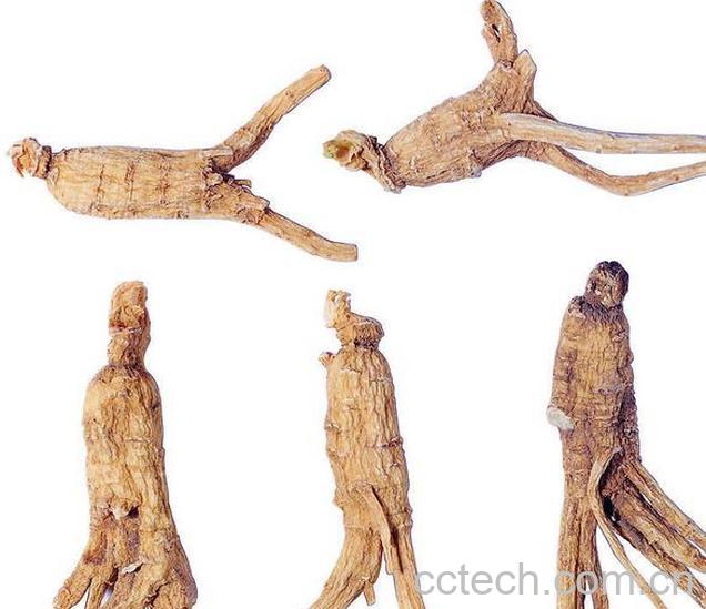 果蔬百科 当归的功效与作用 -0