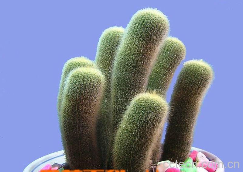 果蔬百科仙人掌的作用-0