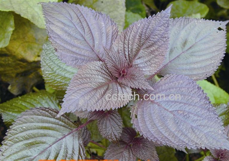 果蔬百科紫苏叶的功效与作用-0