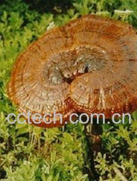 果蔬百科灵芝的功效和作用一-0