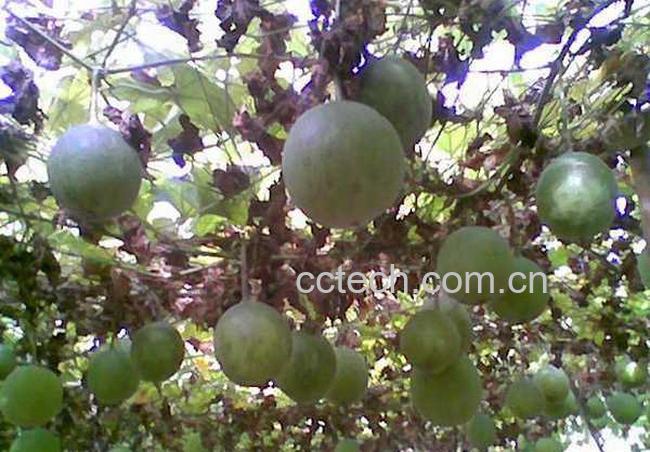 果蔬百科瓜蒌的功效与作用-0