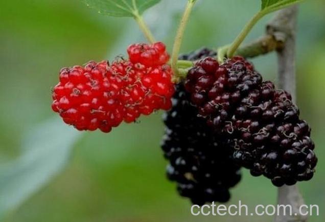 果蔬百科女贞子的功效与作用-0