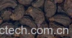 果蔬百科女贞子-0