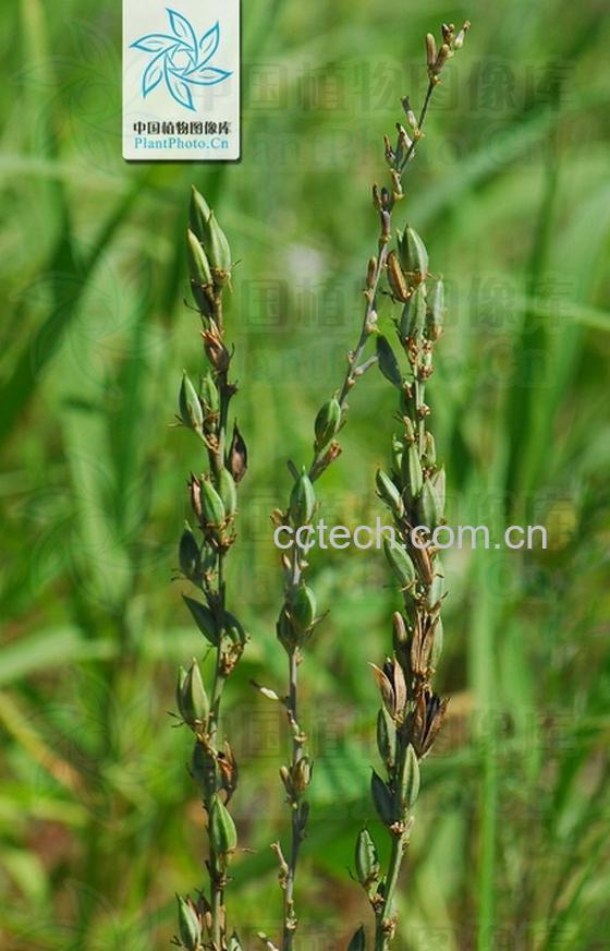 果蔬百科知母的功效与作用-0