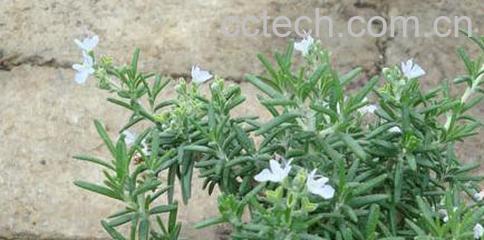 果蔬百科迷迭香的功效与作用-0