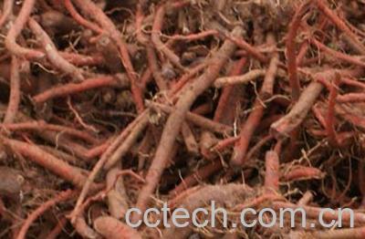 果蔬百科丹参的功效-0