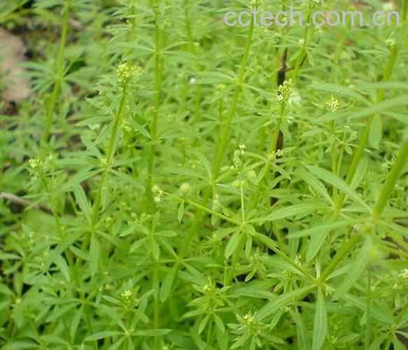 果蔬百科栀子的功效与作用-0