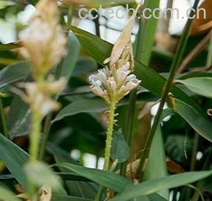 果蔬百科益智仁的功效与作用-0