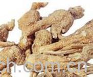 果蔬百科当归-0