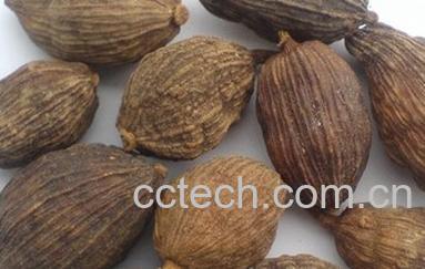 果蔬百科草果的功效与作用-0