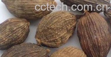 果蔬百科马鞭草-0