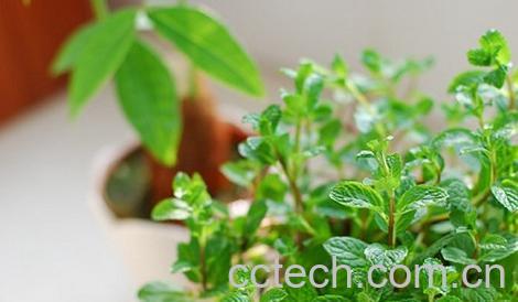 果蔬百科薄荷-0