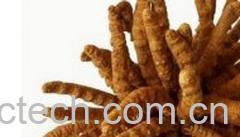 果蔬百科冬虫夏草-0