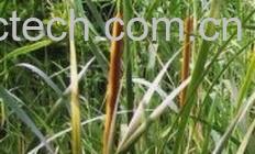 果蔬百科蒲黄的功效与作用-0