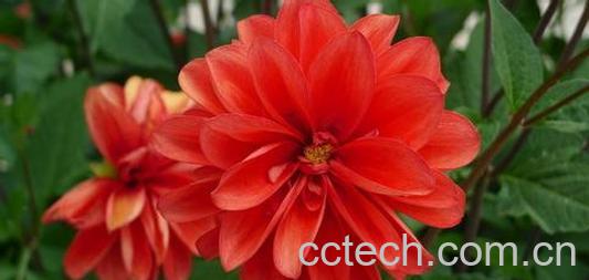 果蔬百科红花-0