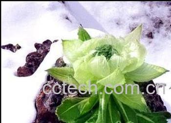 果蔬百科天山雪莲的功效与作用-0