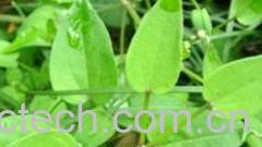 果蔬百科茜草的功效与作用 -0