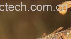 果蔬百科全蝎-0