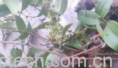 果蔬百科土茯苓-0