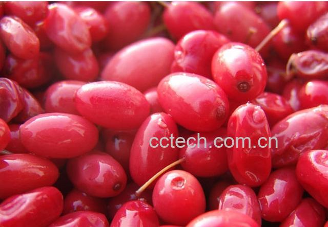 果蔬百科山茱萸-0