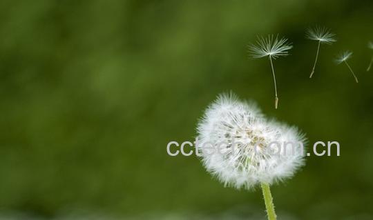 果蔬百科蒲公英-0