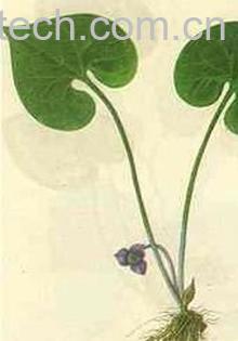 果蔬百科细辛的功效与作用 -0